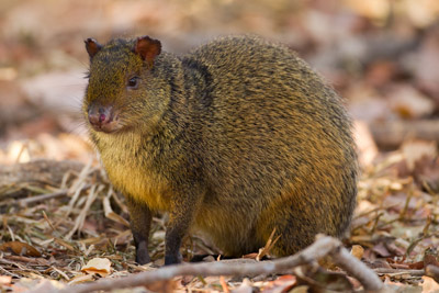 agouti